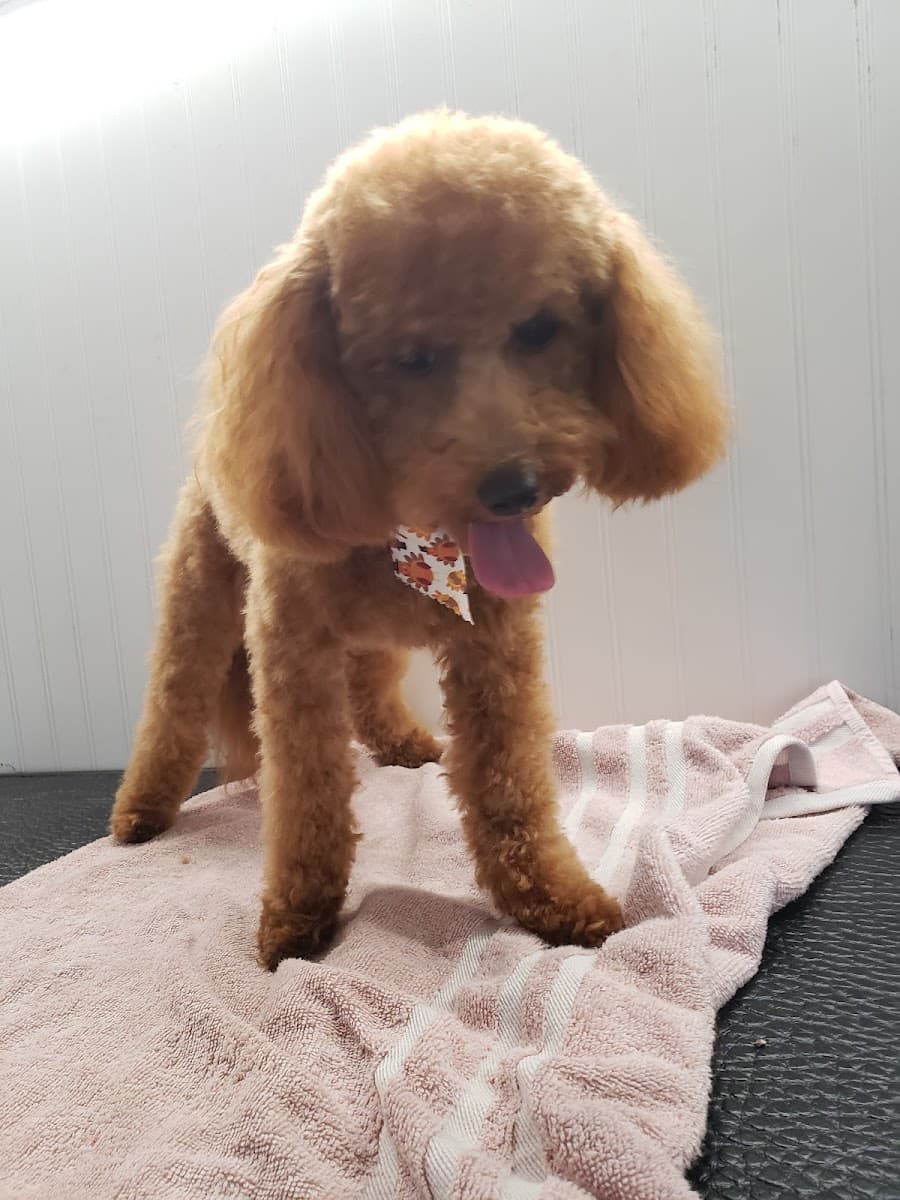 Lesley's Barks and Bubbles mobile grooming - Mobile dog grooming in Josephine, WV