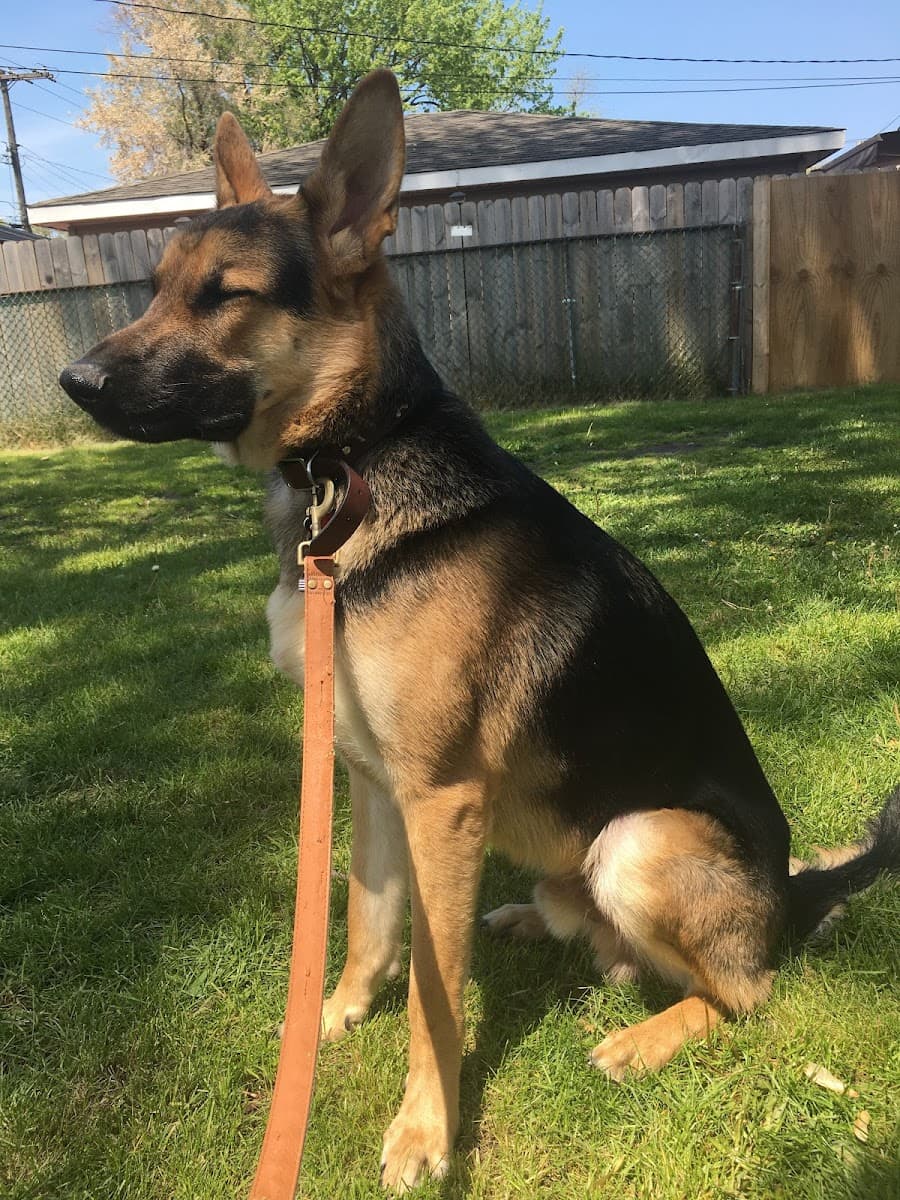 Loubelle's Kennel-Pet Boarding, Daycare, Grooming, and Training - Mobile dog grooming in South Holland, IL