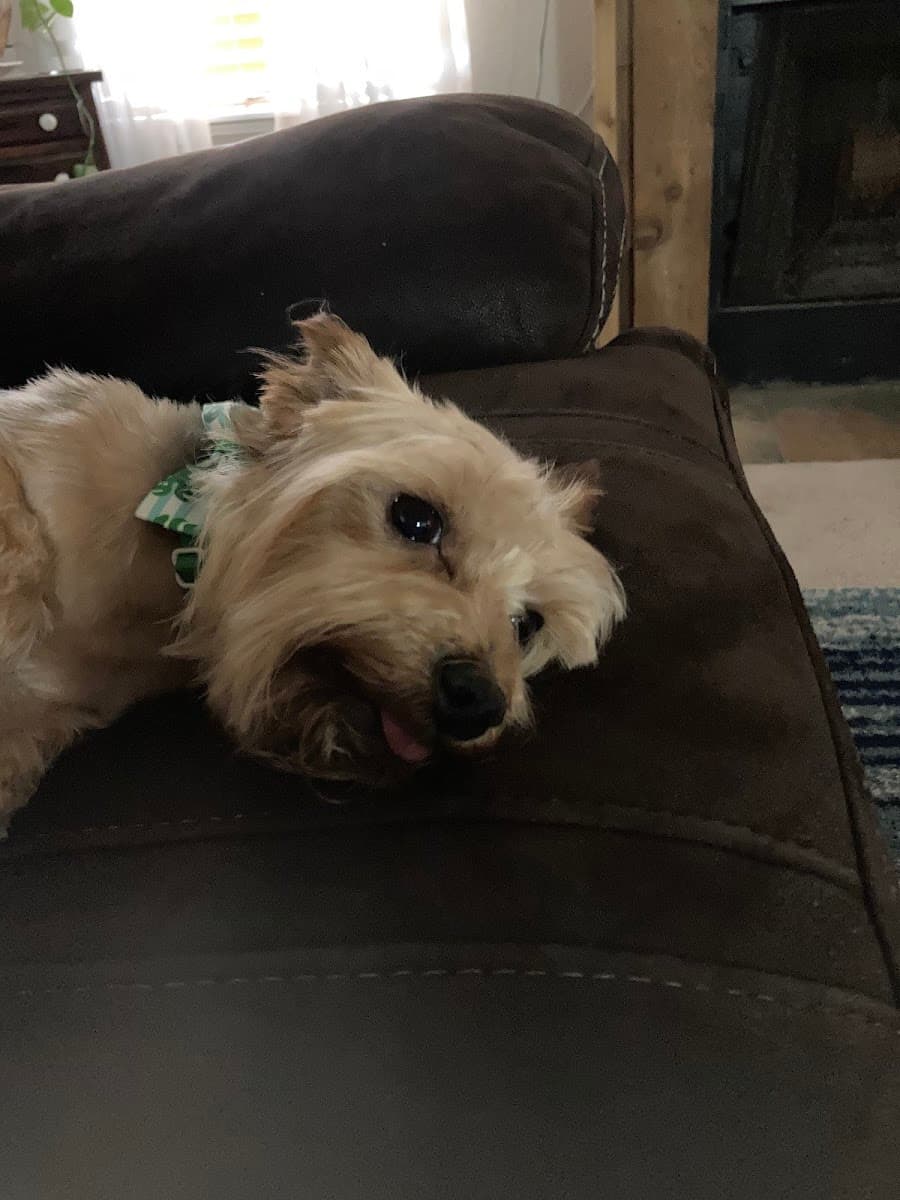 Luxury Paw Spa Mobile Pet Grooming - Mobile dog grooming in Lackland Air Force Base, TX