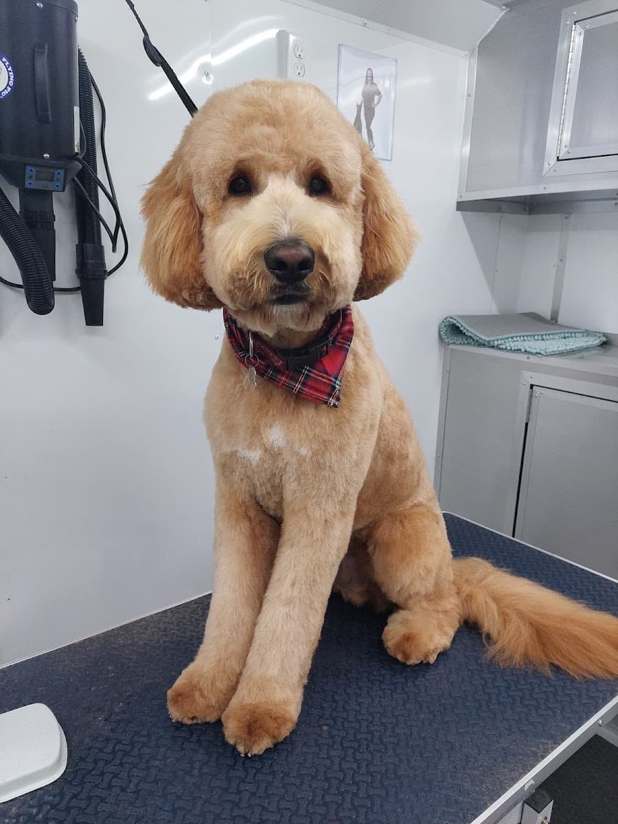 Miss Kim's Mobile Pet Grooming LLC - Mobile dog grooming in Lexington, SOUTH CAROLINA