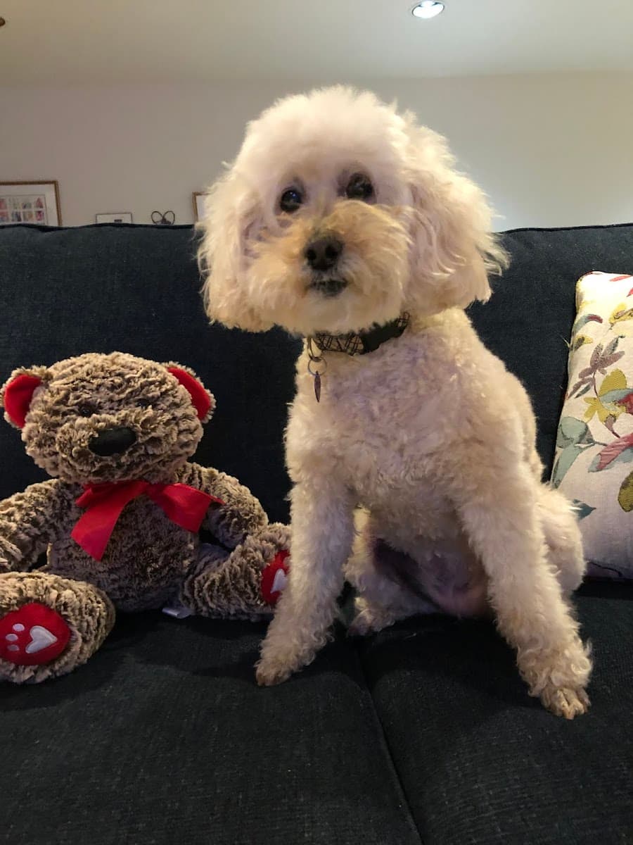 Mobile Dog Grooming by Best In Show - Mobile dog grooming in Morrisville, PA