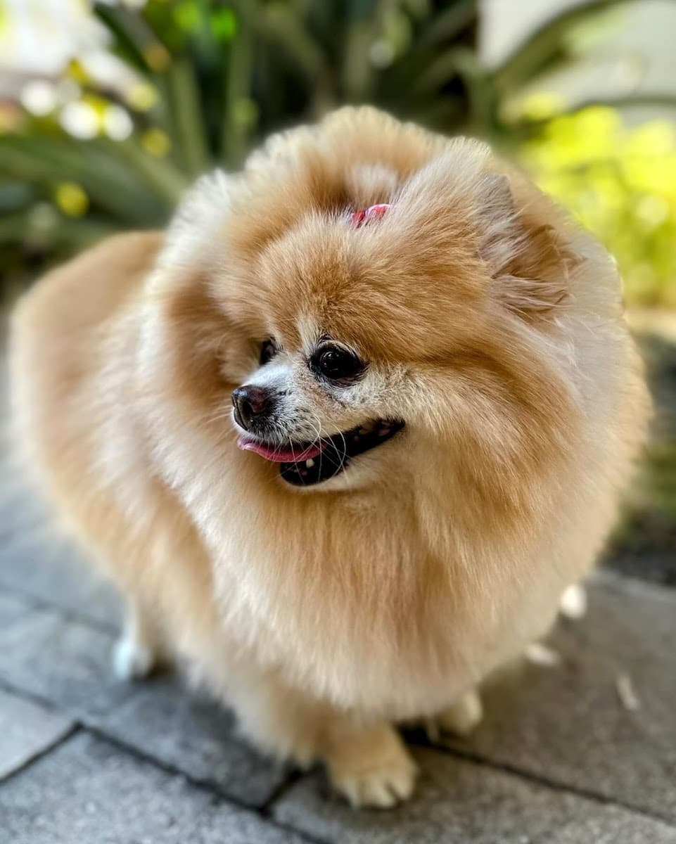 MoPetCo -The Mobile Pet Grooming Company - Mobile dog grooming in Mission Bay, FLORIDA