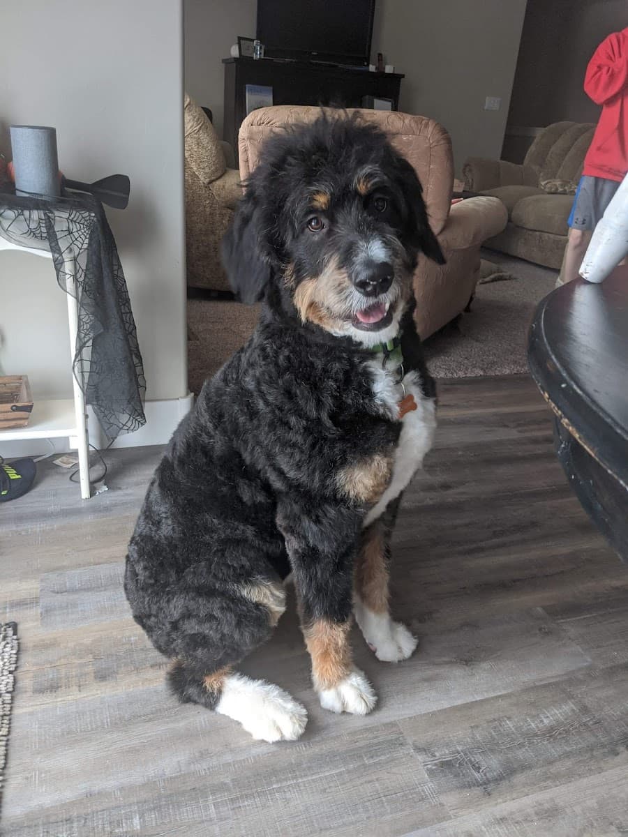 Mr Dog Hair - Dog Grooming Service - Mobile Dog Grooming - Dog Haircuts in Idaho Falls ID - Mobile dog grooming in Idaho Falls, ID