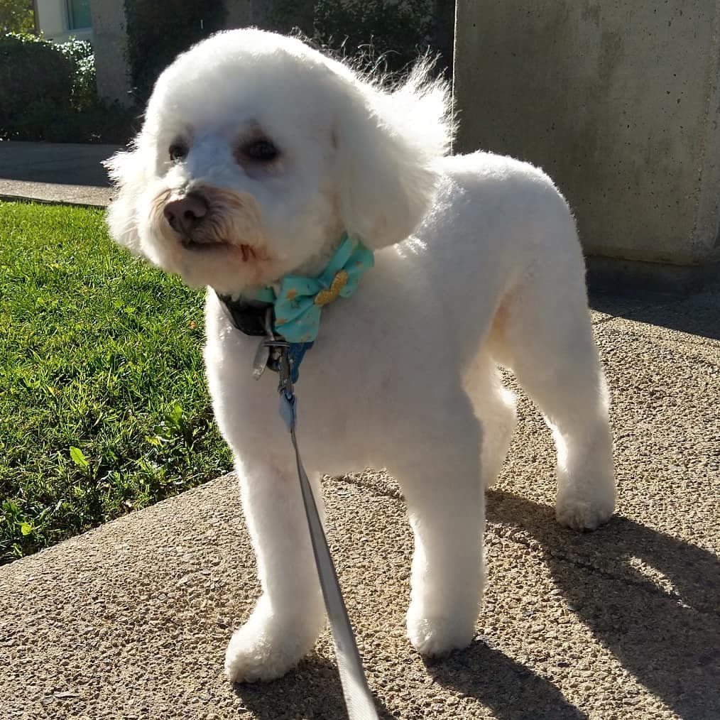 Must Love Paws mobile dog grooming - Mobile dog grooming in Lake Forest, CA