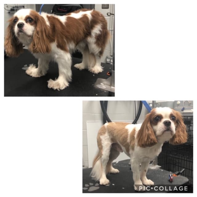 My Mobile Groomer, LLC - Current Clients Only - Mobile dog grooming in Chattanooga, TN