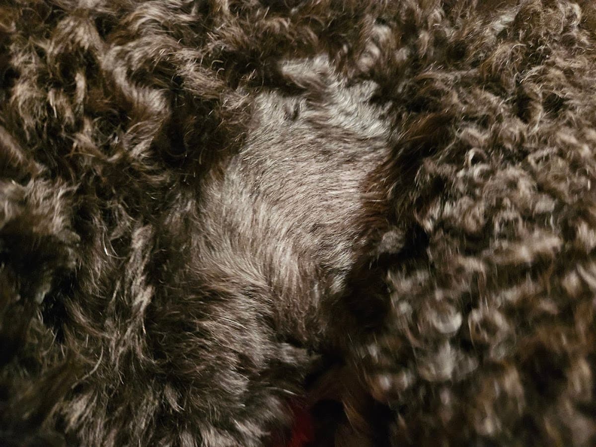 Natalia's Pet Beauty Salon, Mobile Pet Grooming - Mobile dog grooming in Germantown, MD