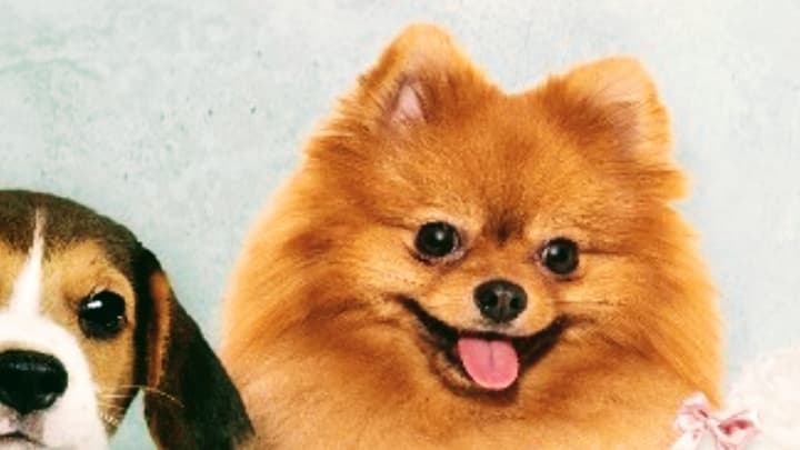 Nature Pet Spa (Mobile Grooming and Dental Cleaning) - Mobile dog grooming in Greenacres, FL