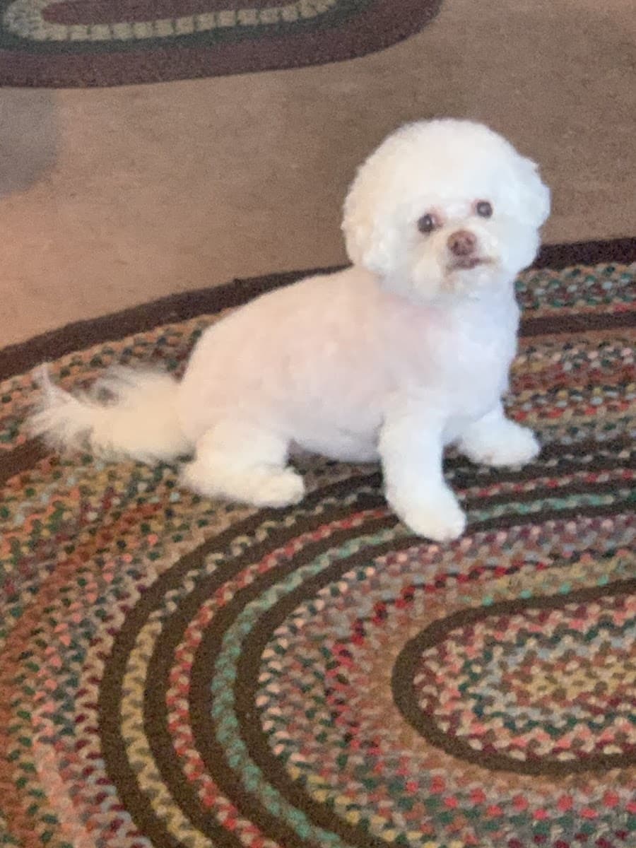 No Place Like Home Mobile Grooming, LLC - Mobile dog grooming in Middlebury, CT