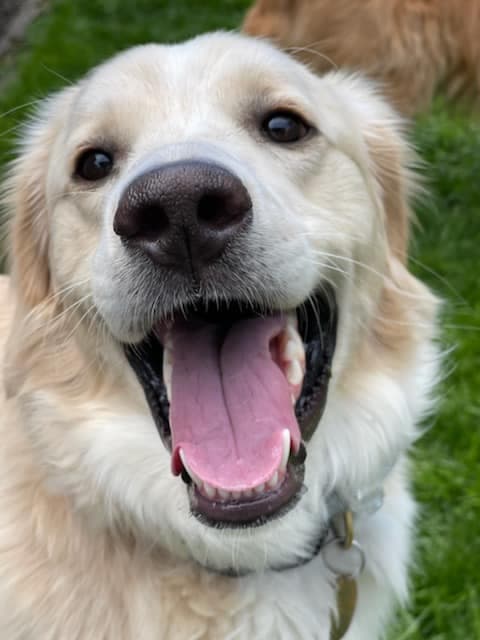 No Worries Pet Sitting and Mobile Grooming - Mobile dog grooming in Nazareth, PA