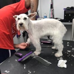 "Pampered Paws" - mobile pet grooming- San Diego ca 92120 - Mobile dog grooming in San Diego, CA