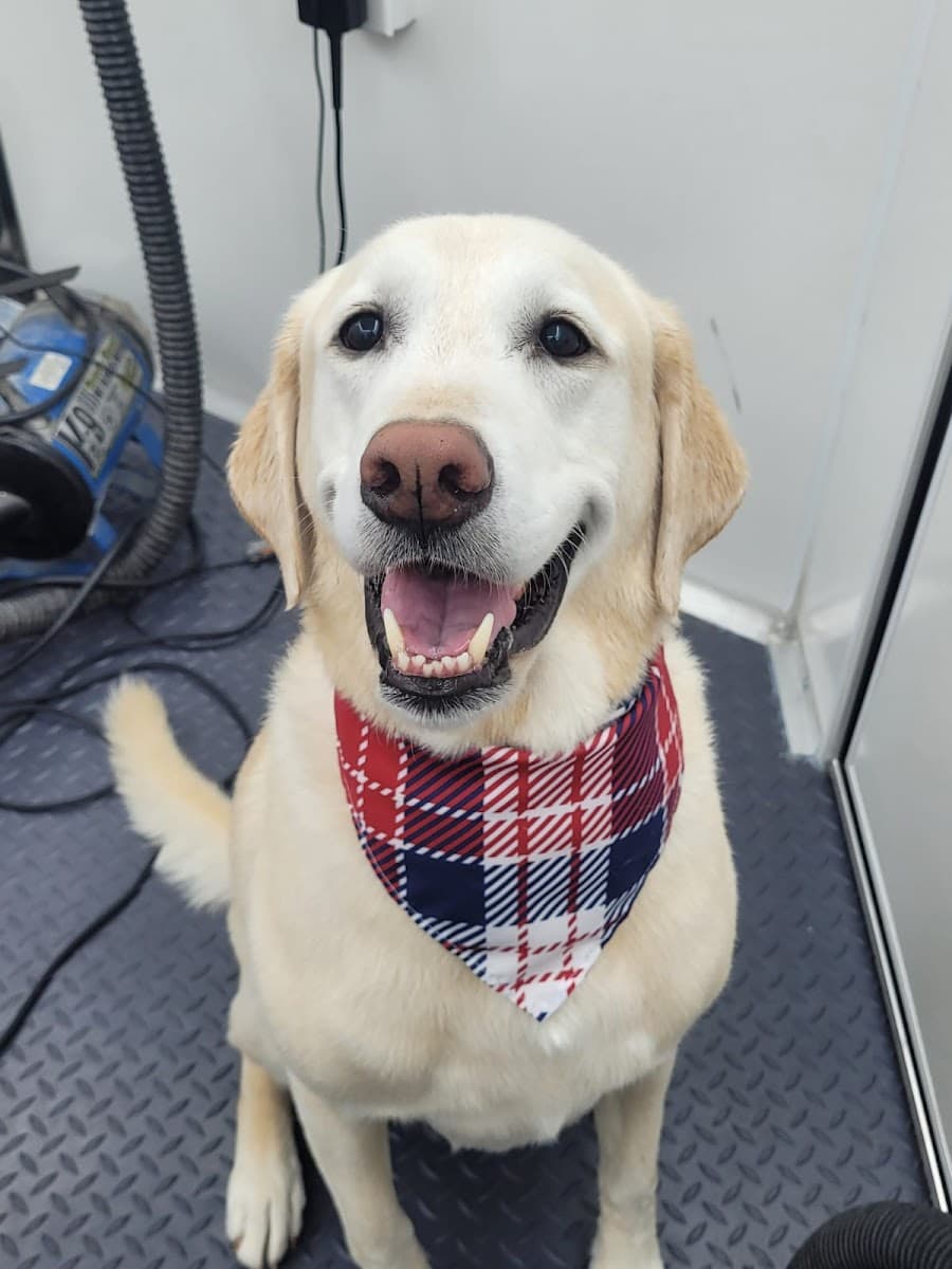 PARK N BARK MOBILE DOG GROOMING DADE CITY - Mobile dog grooming in San Antonio, FL