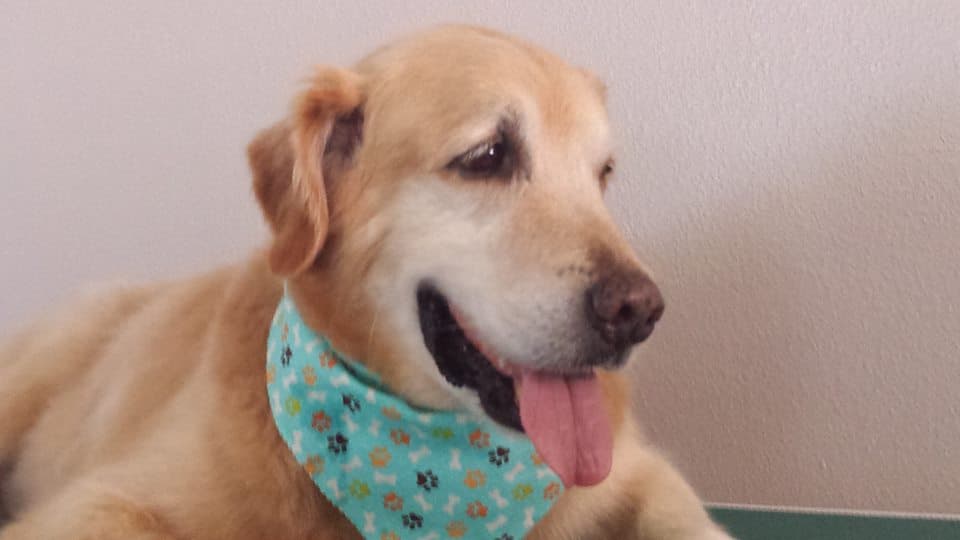 PARK N BARK MOBILE DOG GROOMING WESLEY CHAPEL - Mobile dog grooming in Zephyrhills, FL