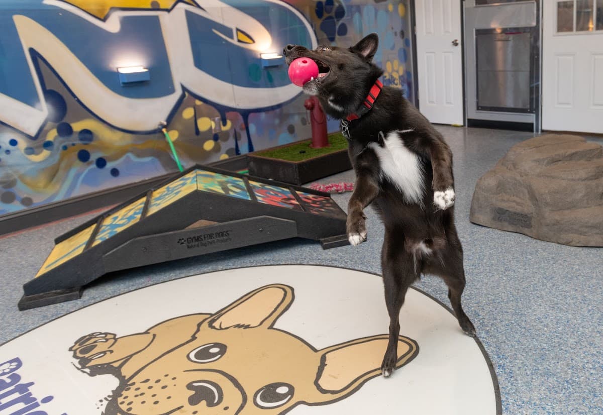 Patrick's Pet Care - Brookland - Mobile dog grooming in Washington, DISTRICT OF COLUMBIA