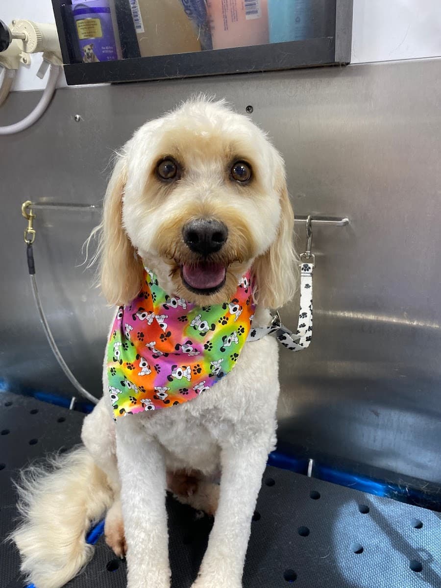 Pawmetto Puppy Cuts Mobile Dog Grooming - Mobile dog grooming in Mount Pleasant, SC