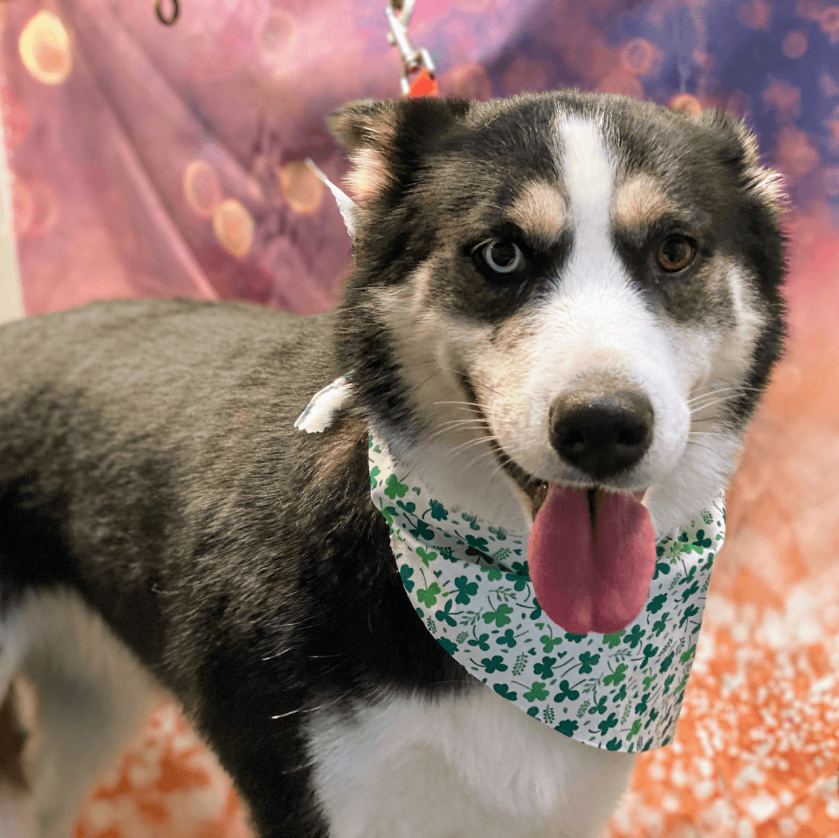 Paws On The Go LLC - Mobile Dog Grooming - Mobile dog grooming in Taylorsville, UT