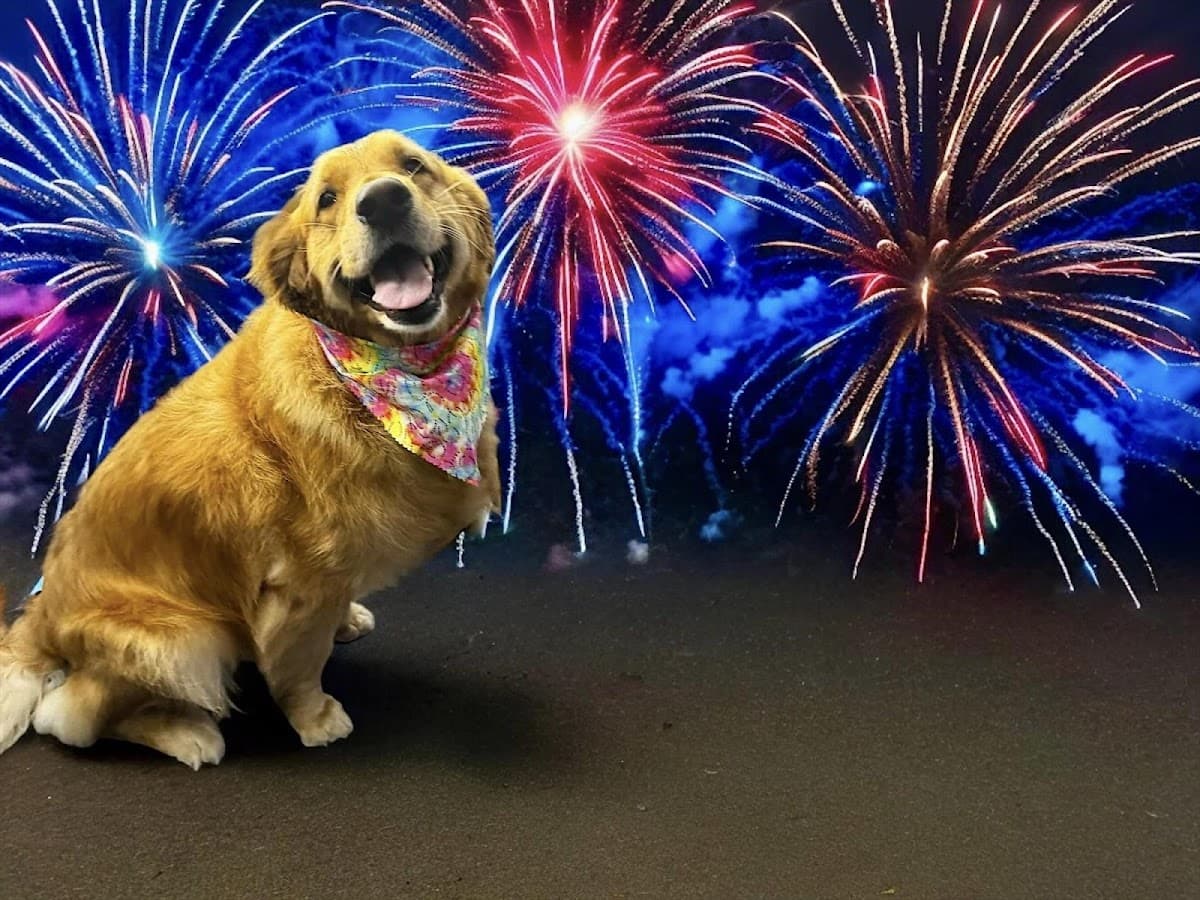 Pawsitively Purrfect Mobile Grooming & Spa - Mobile dog grooming in Peru, IL