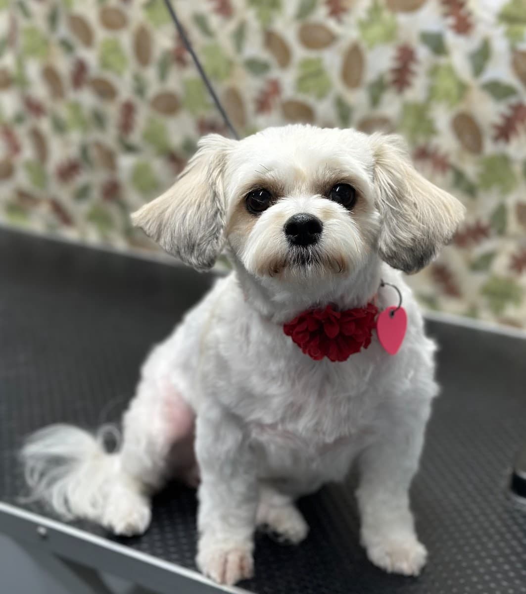Peanuts Precious Paws Mobile Dog Grooming - Mobile dog grooming in Bakersfield, CA