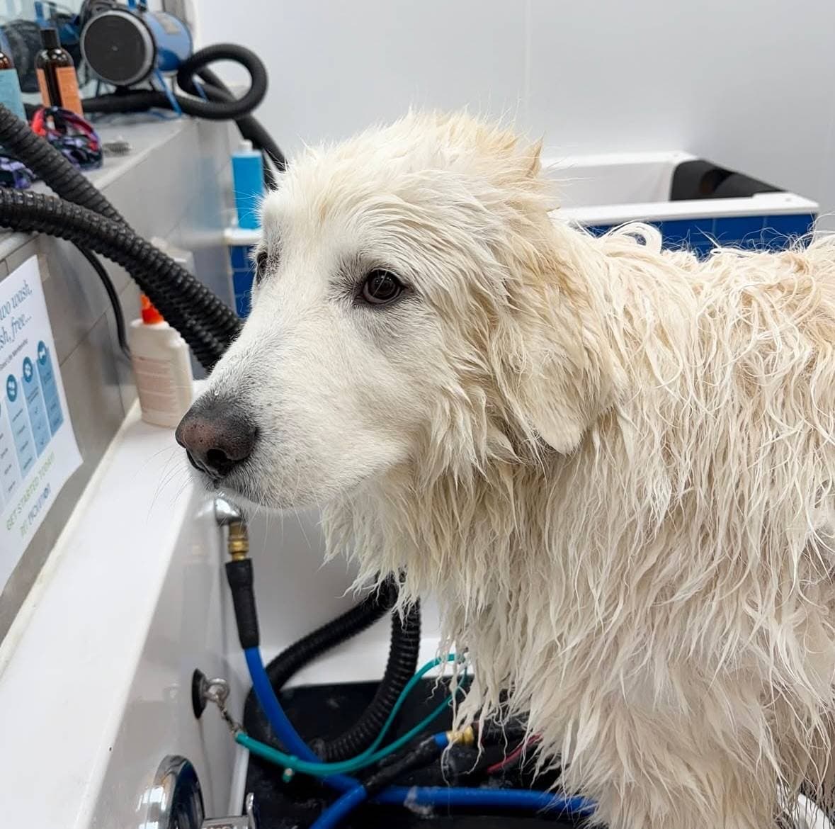 Pet Evolution - Arden Hills, MN - Grooming | Self-Wash | Healthy Food | Mobile Nail Trim - Mobile dog grooming in Arden Hills, MN