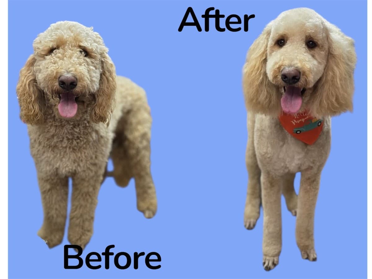 Pet Hair Design Mobile Pet Grooming. - Mobile dog grooming in Cherryville, NC