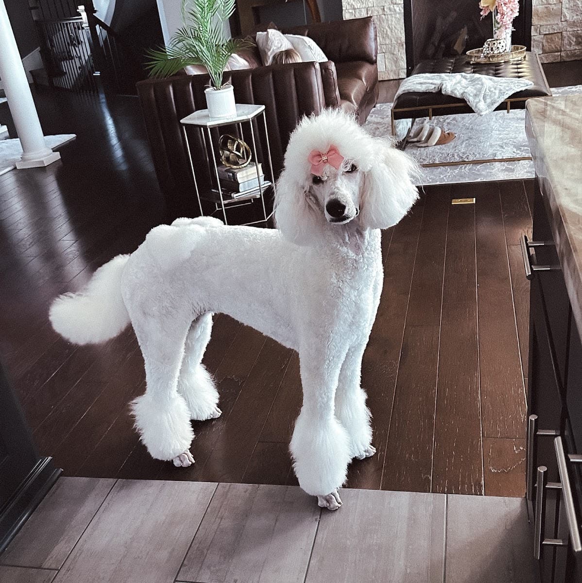 Pet, Rinse, Repeat Grooming, Mobile, Salon & Boarding - Mobile dog grooming in North Kansas City, MO