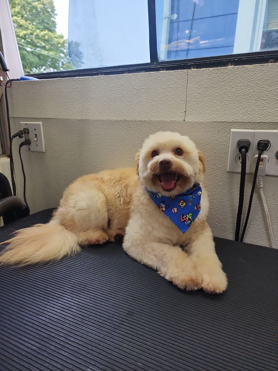 Pet Zone | Grooming Mobile Services LLC. - Mobile dog grooming in Dover, NJ