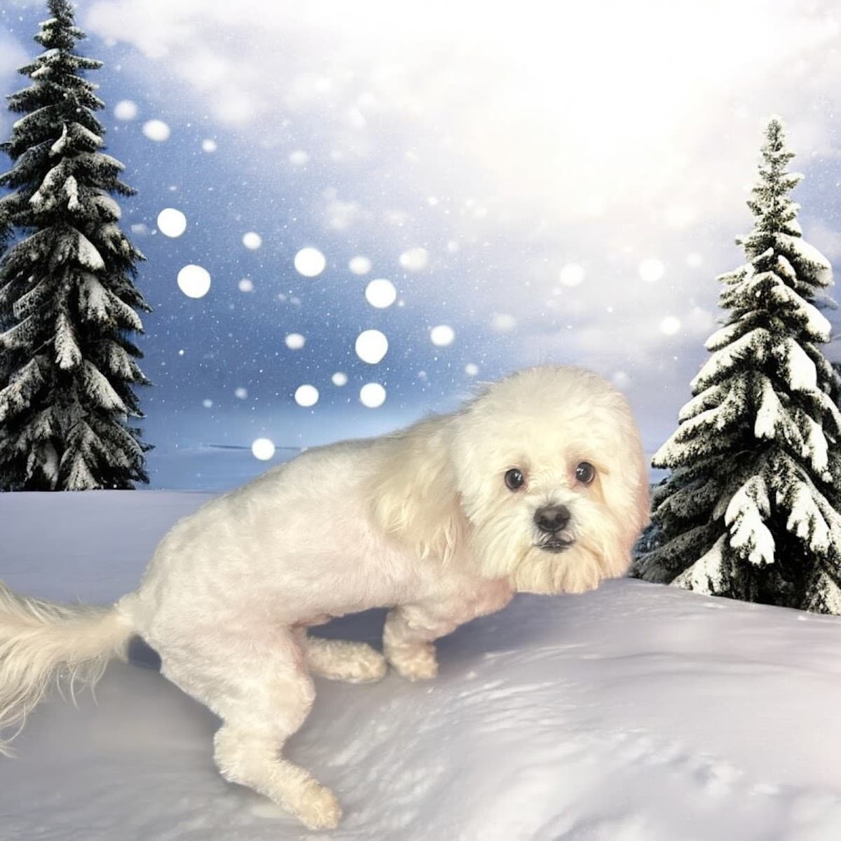 PicturePawfect LLC-Mobile Dog Grooming - Mobile dog grooming in Grand Prairie, TX