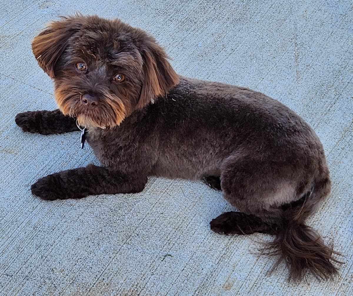 Pup Fiction Pet Parlour - Mobile Grooming - Mobile dog grooming in Lansing, MI