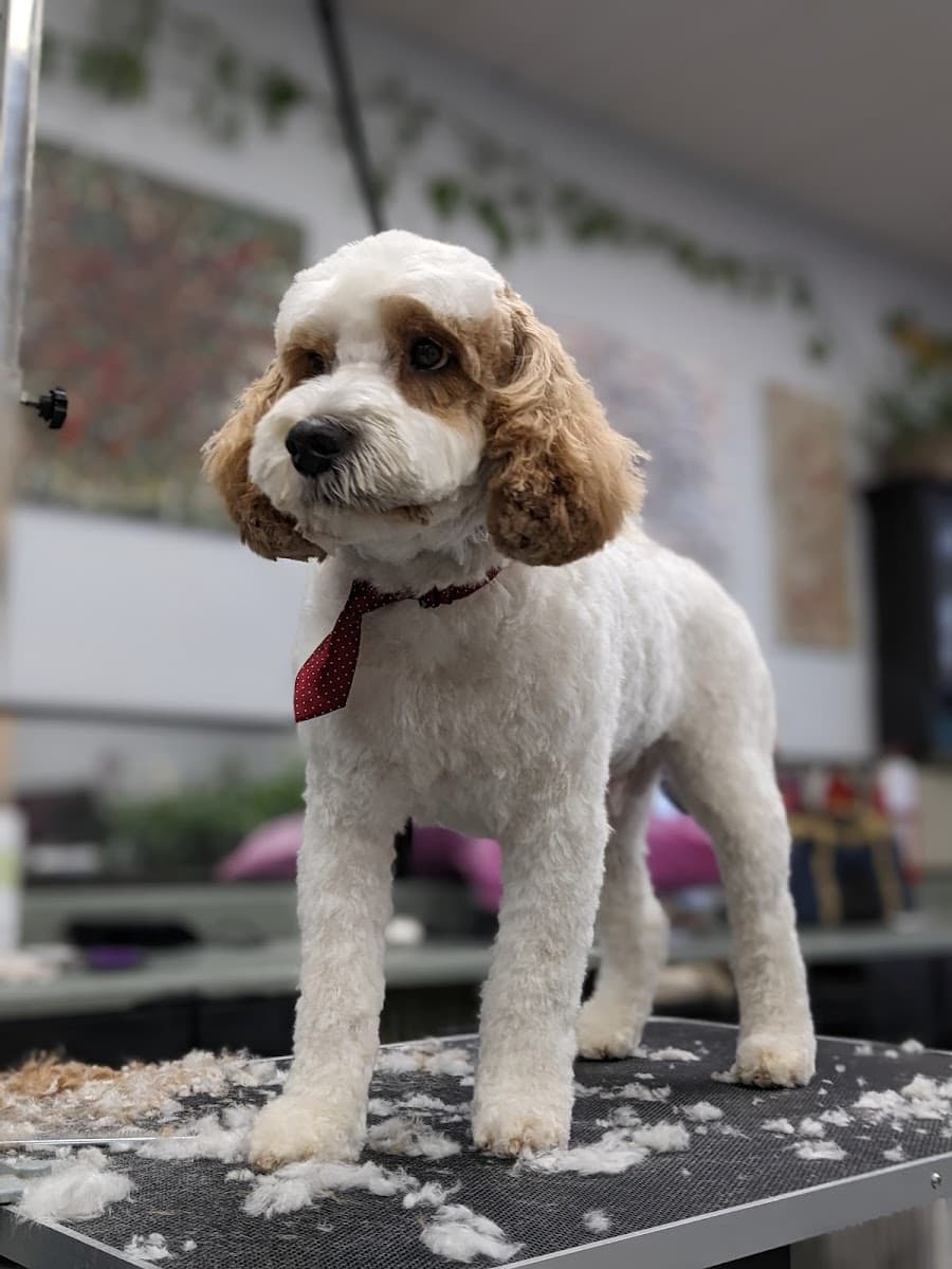 Pup In The Tub Mobile Dog Grooming - Mobile dog grooming in North Charleston, SC