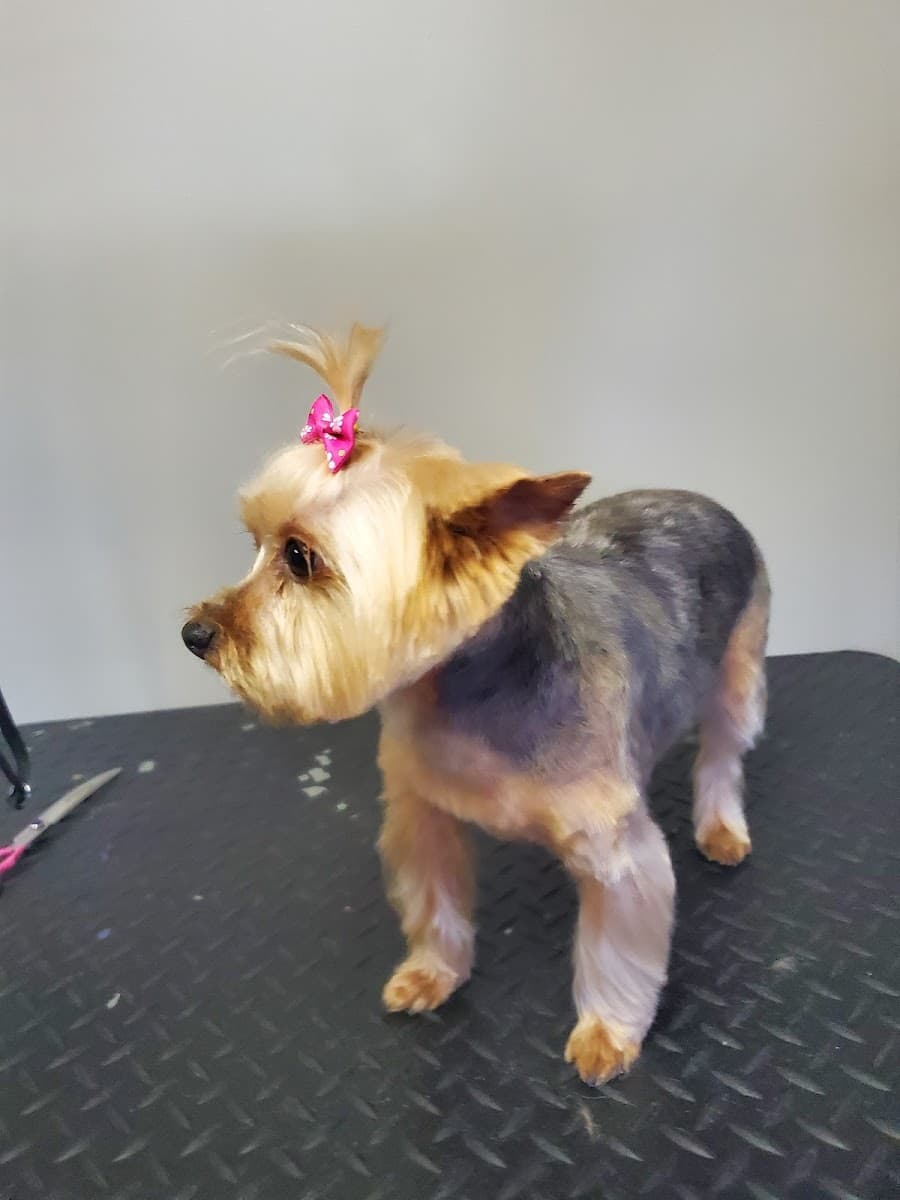 Puppy Purr-fections Mobile Grooming Headquarters - Mobile dog grooming in Colquitt, GA