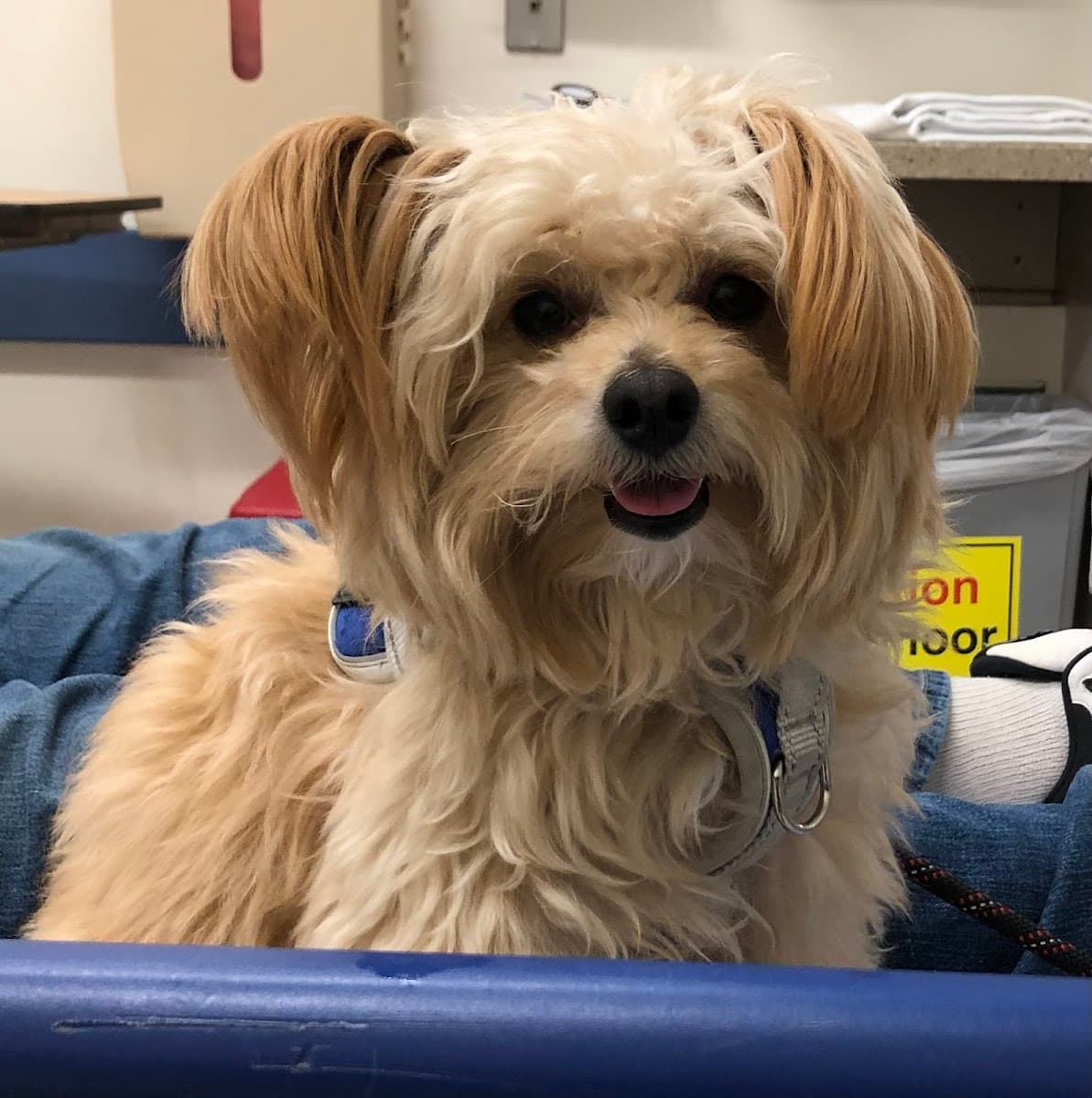 Purrfect Pawz Mobile Pet Grooming - Mobile dog grooming in Worcester, MA