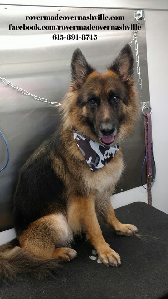 Rover Made Over - Mobile Pet Grooming Franklin, Brentwood, Belle Meade, 12 South, East Nashville - Mobile dog grooming in Brentwood, TN