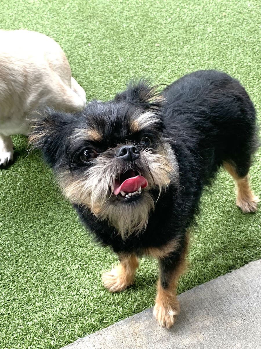 Safe in My Paws - Mobile pet grooming and pet sitting - Mobile dog grooming in Salem, OR