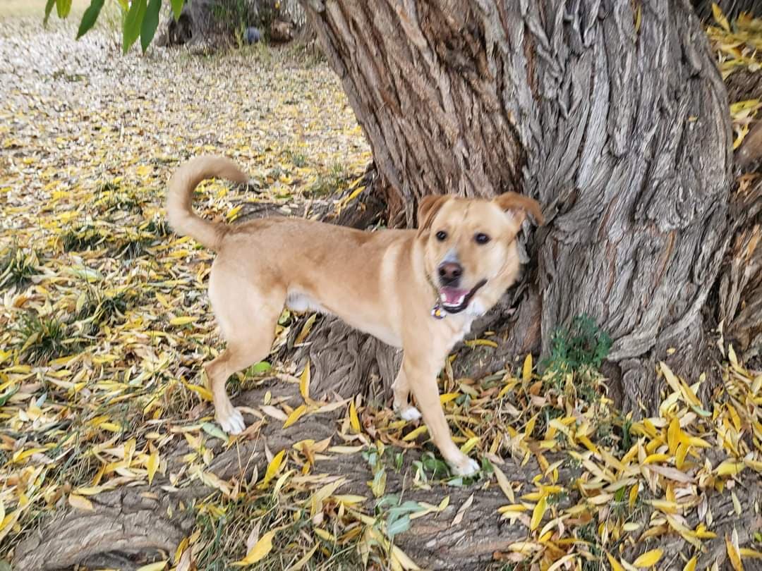 Scenthound South Boulder mobile dog grooming logo - Boulder, Colorado