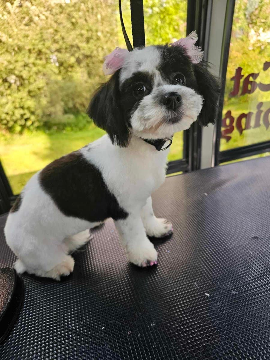 Scoobie's We Do Express pet grooming salon and mobile service - Mobile dog grooming in North Attleborough, MA