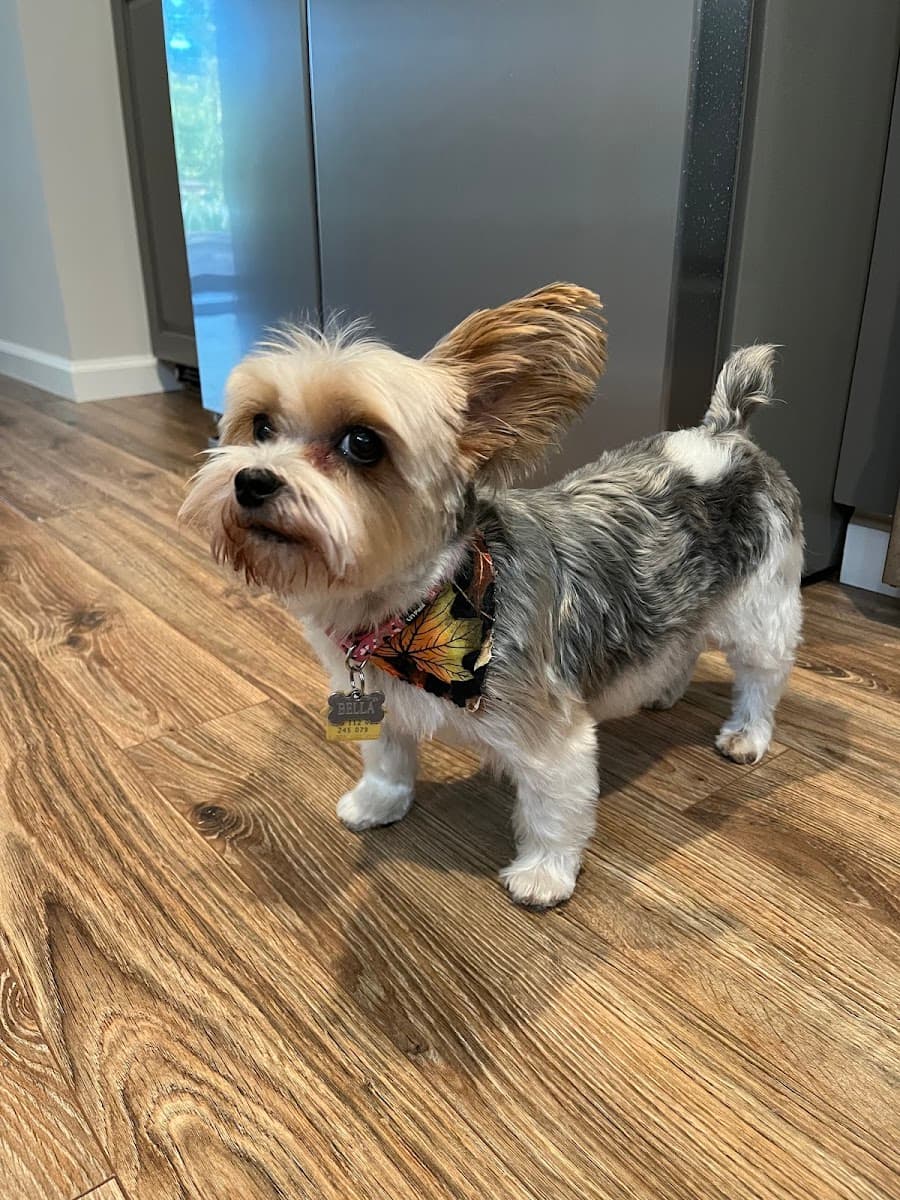 Sea Coast Mobile Pet Grooming - Mobile dog grooming in Little River, SC