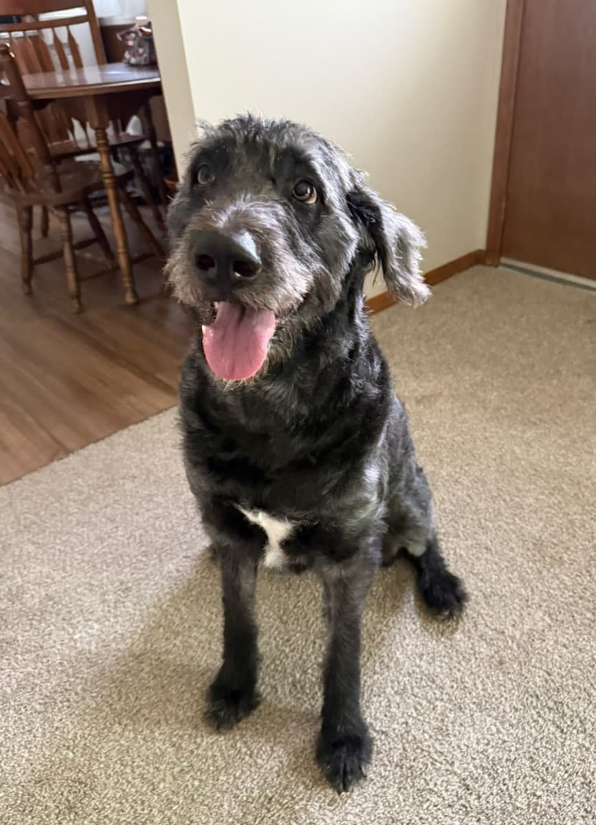 Semper Fido- Omaha Mobile Dog & Cat Nail Trimming - Mobile dog grooming in Omaha, NE