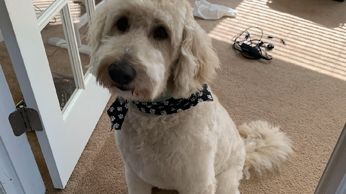 Show-N-Go House Call Grooming and drop off Grooming - Mobile dog grooming in Villa Ridge, MO