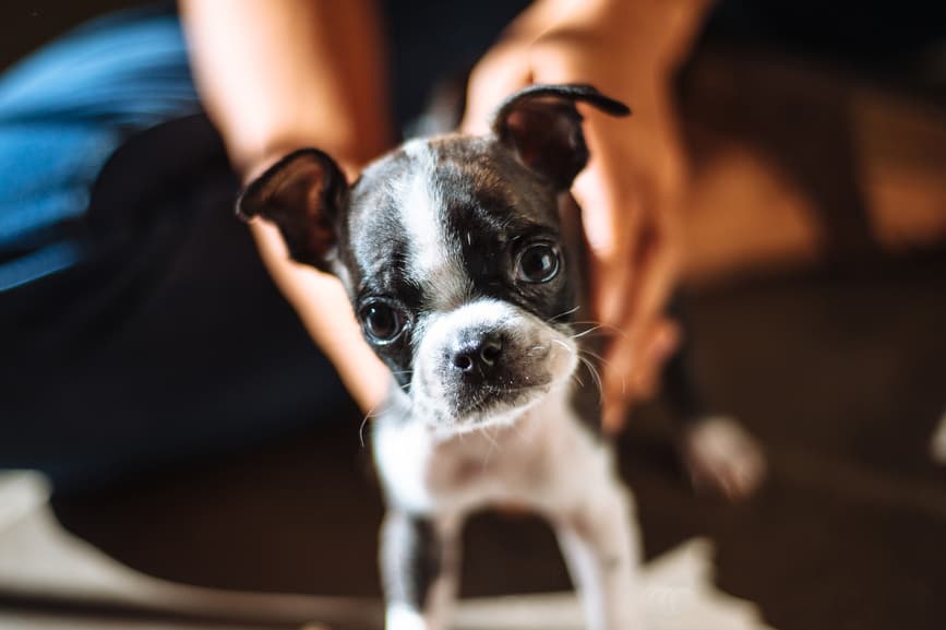 Showseason Animal Products | Georgia Labeling & Filling, Inc - Mobile dog grooming in Tucker, GA