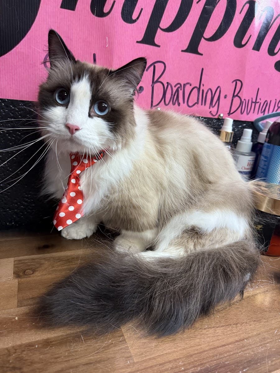 Snazzy Snippings MOBILE Cat & Small Dog Grooming - Mobile dog grooming in Bay, AR