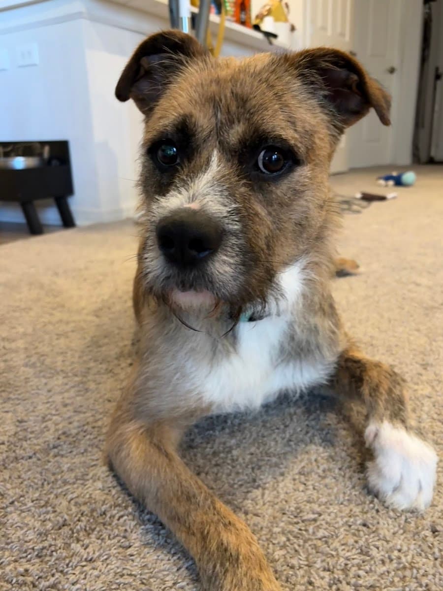 Sundance Pet Grooming - Huntersville Salon & Mobile - Mobile dog grooming in Huntersville, NC