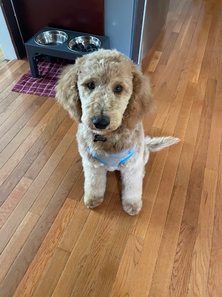 The Dog Wizard Mobile Grooming Salon - Mobile dog grooming in East Haven, CT