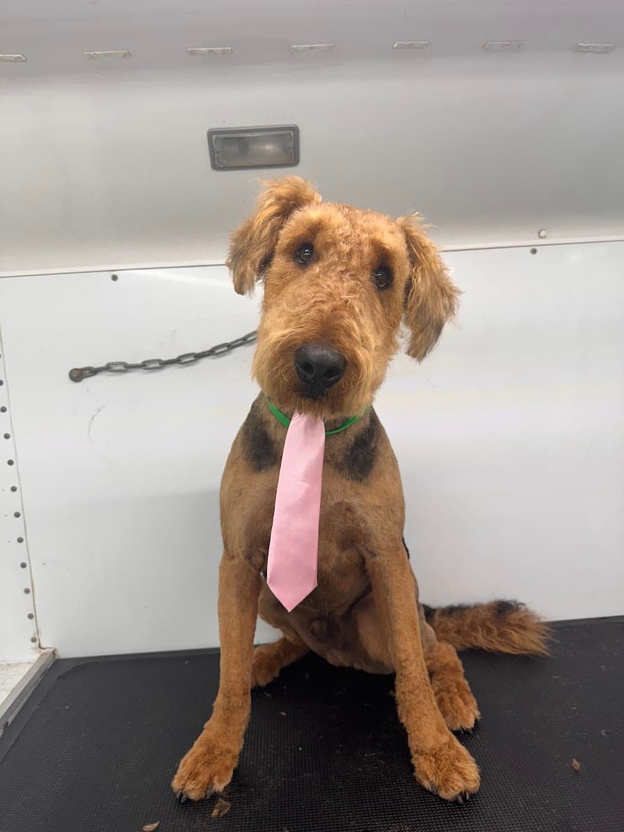 The Gussy Puppy (Dog & Cat Spa, Mobile Grooming, Overnight Boarding ) - Mobile dog grooming in Hendersonville, TN