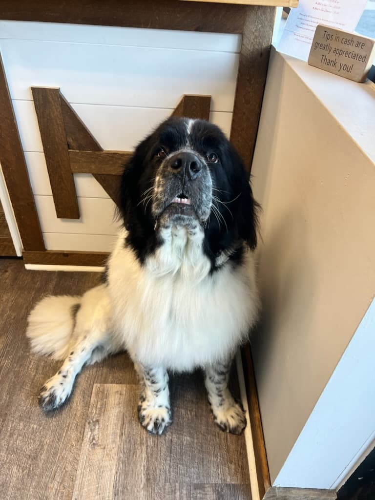 The Mutt Hut Dog Grooming Salon & Mobile - Mobile dog grooming in Brick Township, NJ