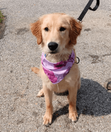 Toni's Total Grooming Service- Mobile Grooming - Mobile dog grooming in Middletown, DE