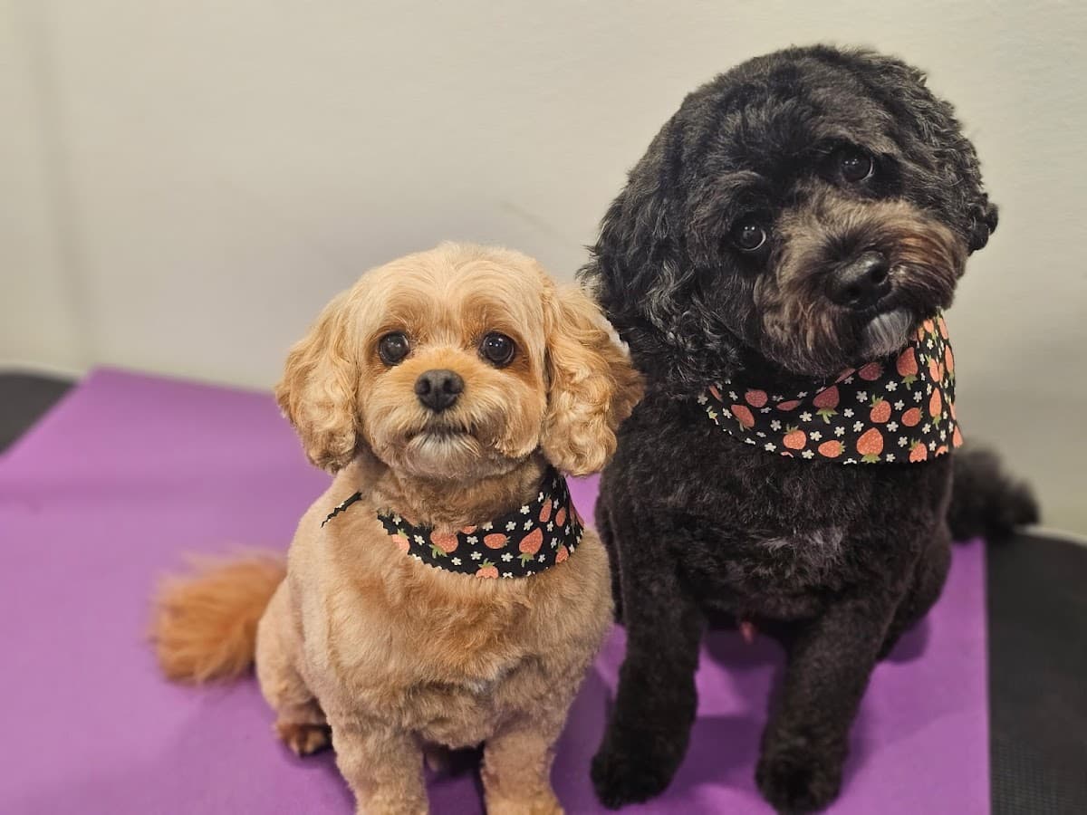 Totally Groomy Mobile Pet Salon - Mobile dog grooming in Fort Mill, SOUTH CAROLINA