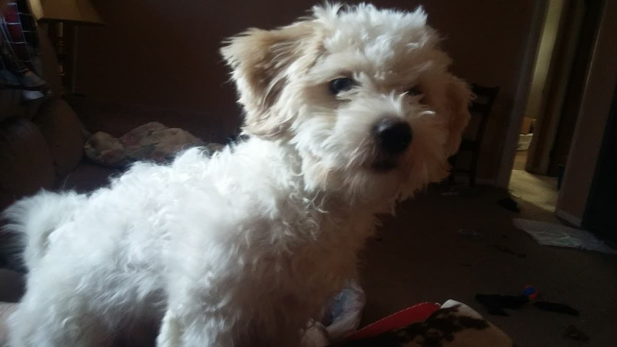 Ultimutt Mobile Grooming & Ultimutt Resort - Mobile dog grooming in Gays, IL