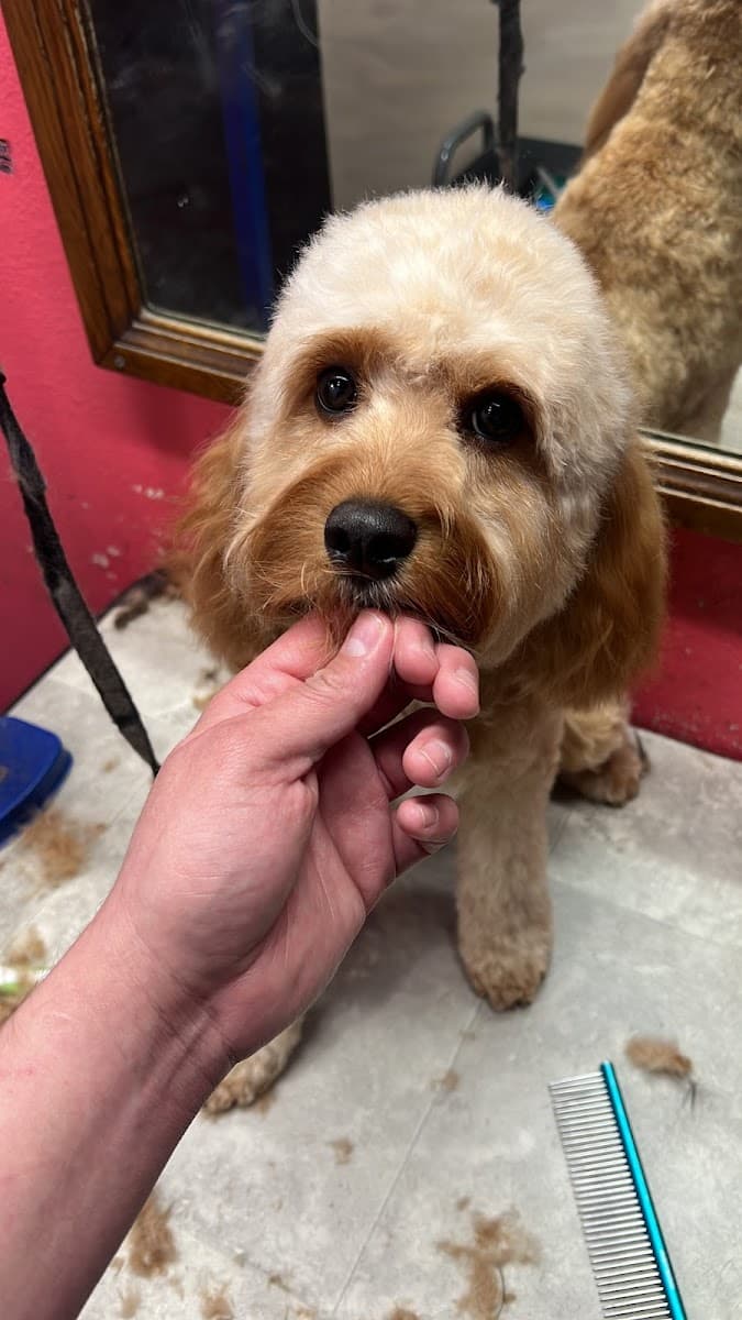 Uptown Clippers Pet Mobile Grooming L.L.C. - Mobile dog grooming in Grand Prairie, TX