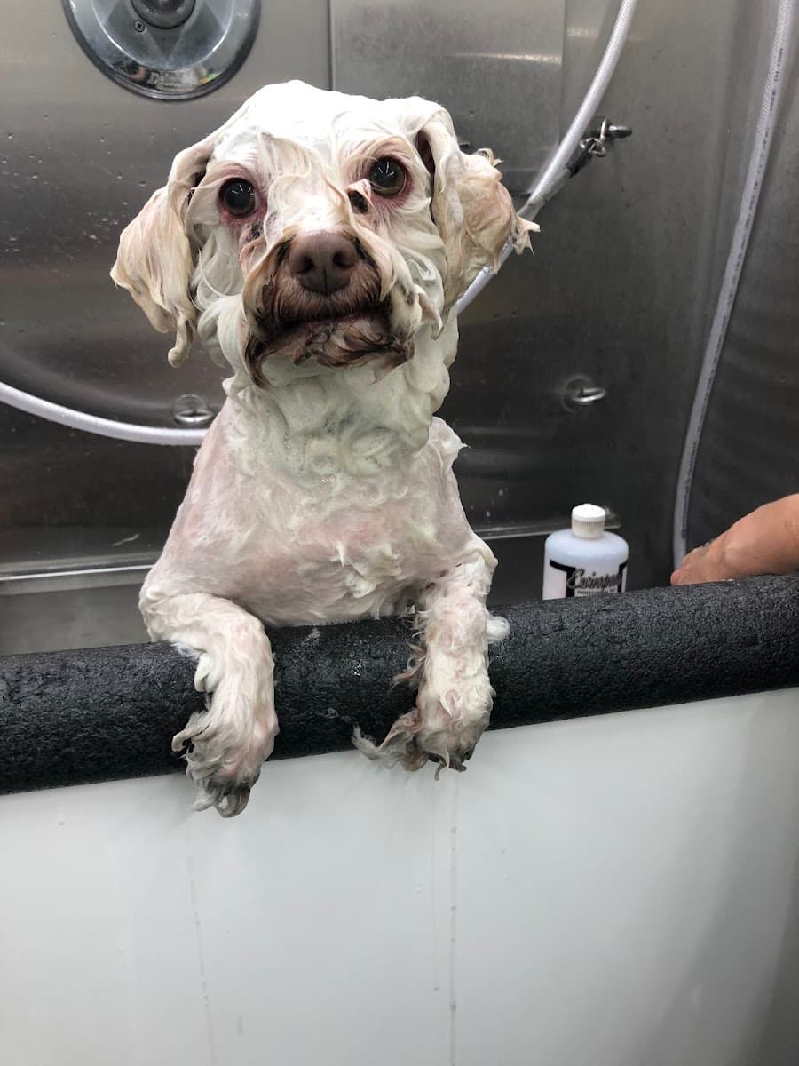 Uptown Pooch Parlor Mobile Dog & Cat Grooming - Mobile dog grooming in Atascadero, CA