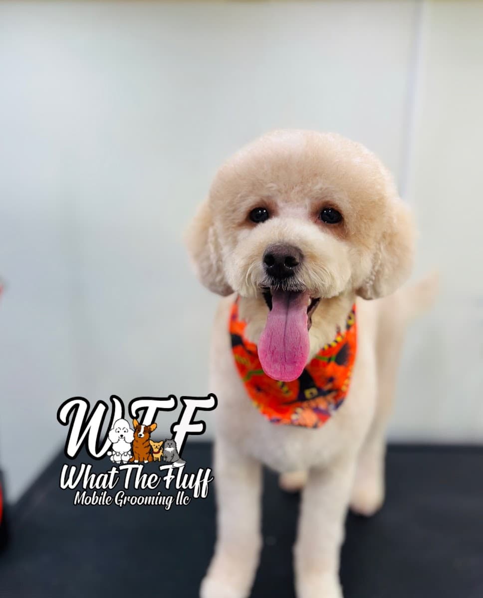 What The Fluff Mobile Grooming LLC - Houston, TX - Mobile dog grooming in New Caney, TX