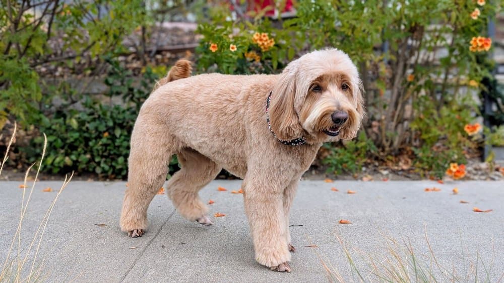 Yolanda's Mobile Pet Grooming LLC - Mobile dog grooming in Lake View Terrace, CA